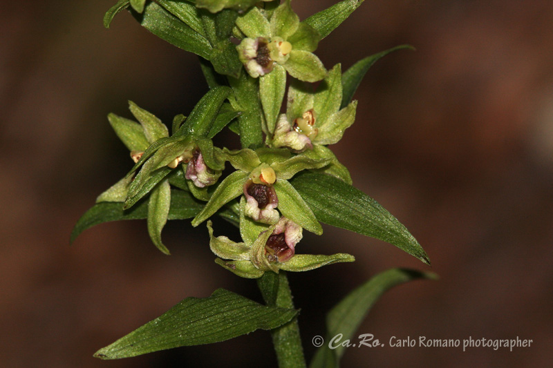 Epipactis da determinare